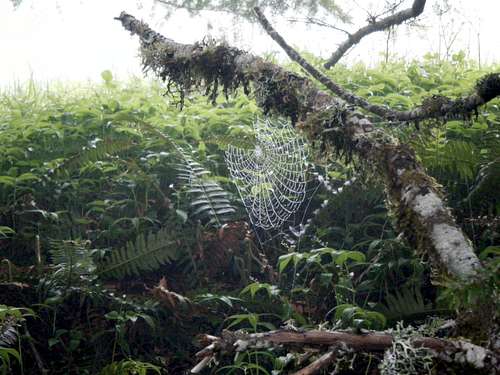 Wet Spiderwebs