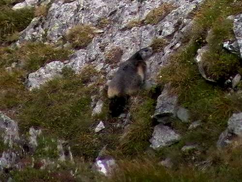 Carpathian marmot