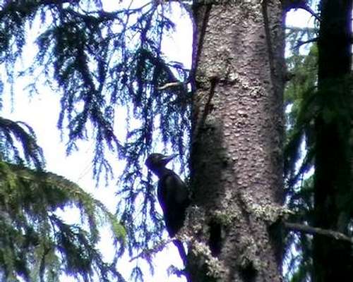 Black woodpecker <i>(Dryocopus martius)</i>