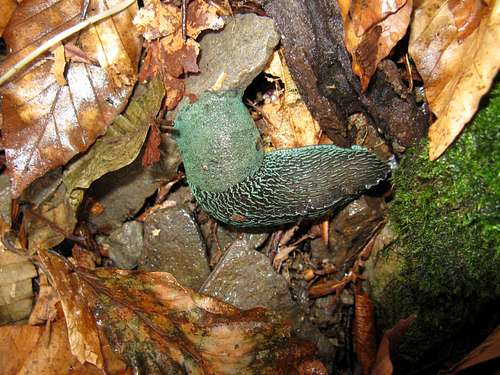 Carpathian blue slug<br> <i>(Bielzia coerulans)</i>