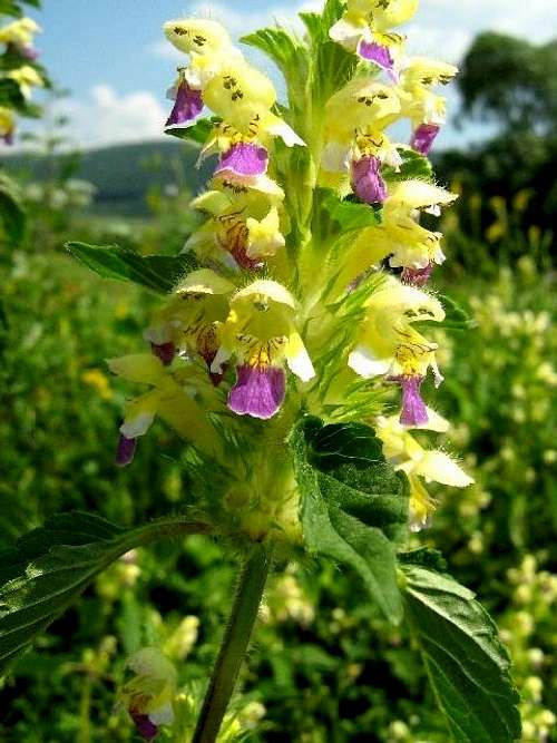 Large-flowered Hemp Nettle