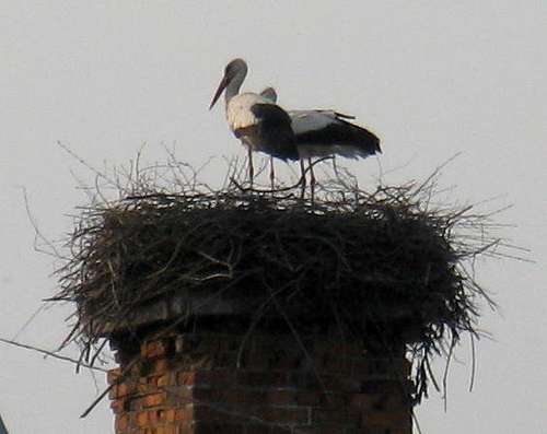 A pair of white storks