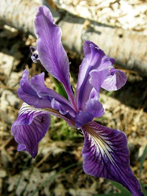 Hartweg's Iris