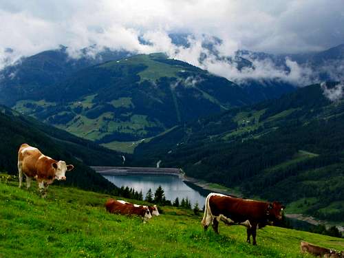 Cows with Durlasboden lake