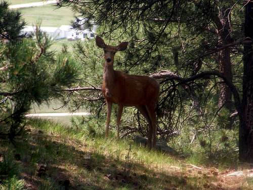Deer on Rattlesnake Butte