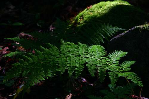 Ferns and Moss in the Adirondacks