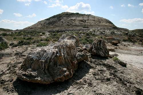 Petrified Stump