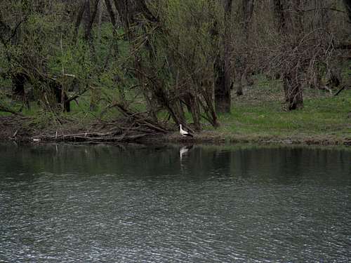 White stork in San river