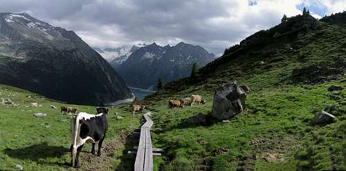Cows near Schlegeiss Speicher