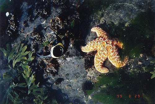 A starfish in the tidepools...