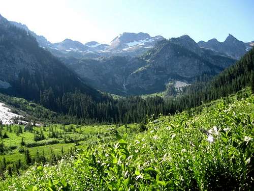 Spider Meadow