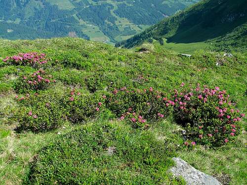 Alpine rhododendron bushes between Stubnerkogel and Zittrauer Tisch