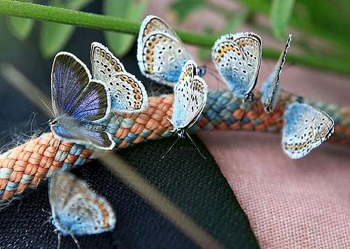 Altay butterfly symphony