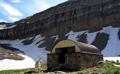 The Billy Goats are taking over Mt Timpanogos