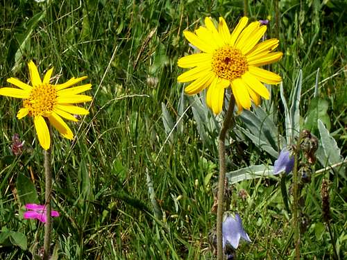 Petit Mont Cenis Flora I