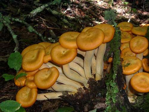 Orange Mushrooms Near Thomas Divide Trail