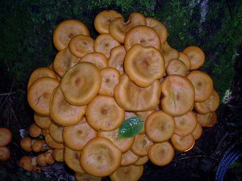 Profusion of Small Orange Mushrooms