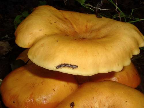 Little Centipede on Big Orange Mushroom