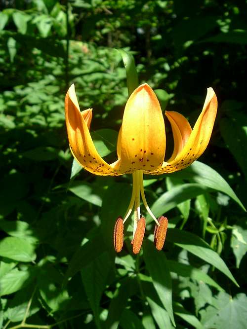 Tiger Lily on Thomas Divide Trail