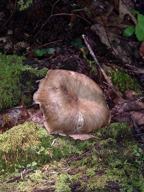 Big Brown Mushroom on Thomas Divide Trail