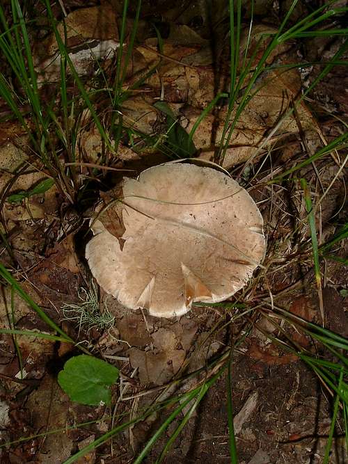 Light Brown Mushroom on Nettle Creek Bald