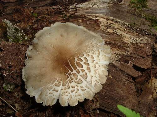Mushroom on Decaying Log
