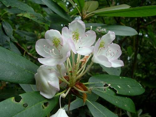 Rhododendrons