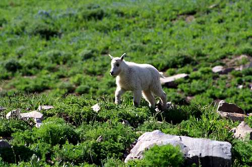 The Billy Goats of Mount Timpanogos