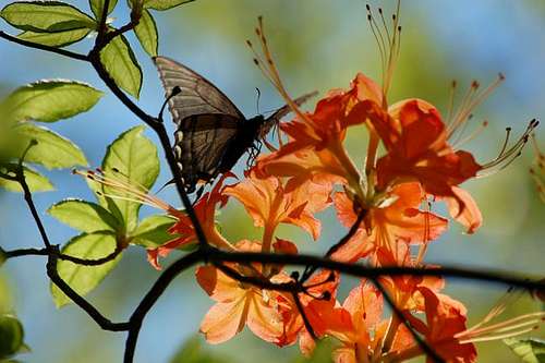 Flaming Azalea and Butterfly