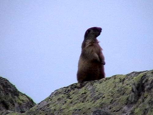 A typical silhouette of marmot