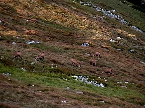 A herd of chamois