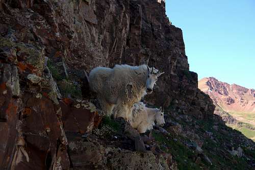Mountain goats on North Maroon Peak
