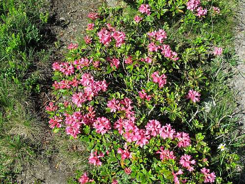 Alpine rhododendrons