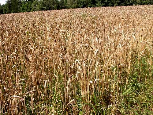 Wheat...