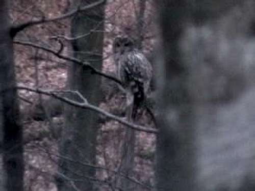 Red-listed Ural owl