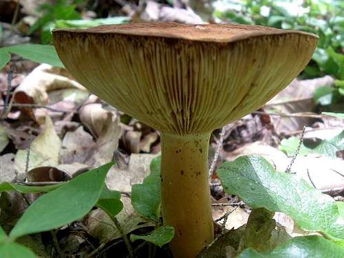 Extreme Closeup of Mushroom