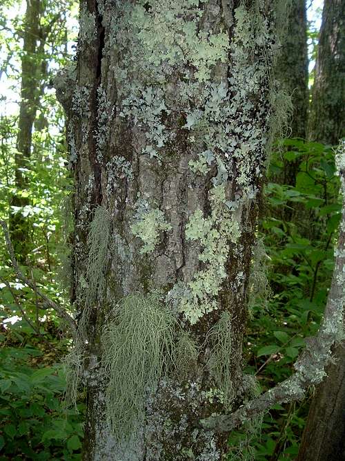 Extreme Closeup of Summit Tree