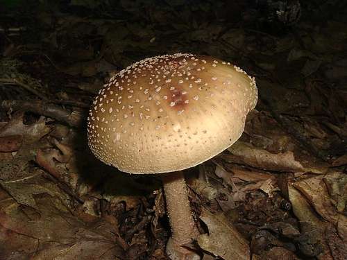 Brown Mushroom on Newton Bald