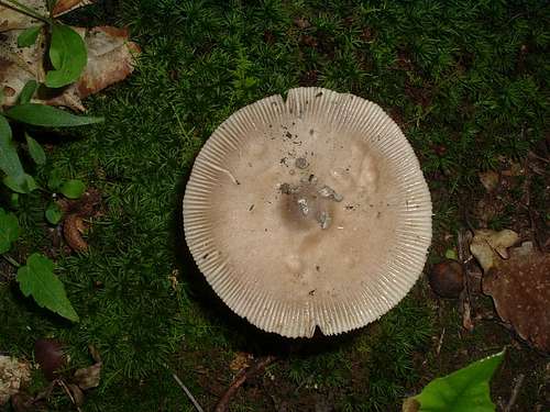 Mushroom on Thomas Ridge