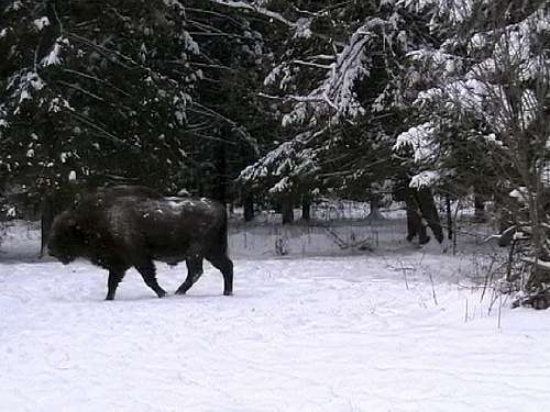 European bison in enclosure