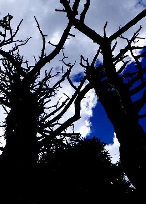 Tree Branches in the Lost Creek Wilderness