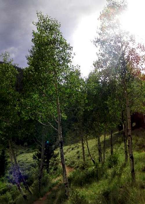Aspen Tree Trail