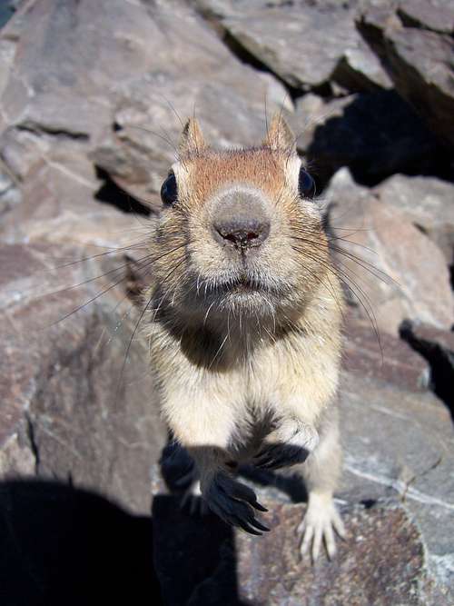 A Golden-Mantled Ground Squirrel on the summit of Mount Tallac