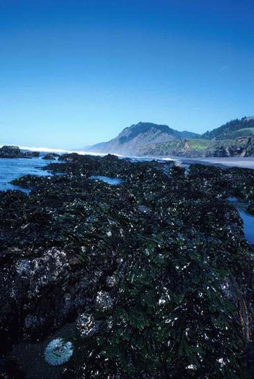 Sea Anemone and Kelp