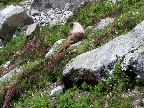 Marmot spotting