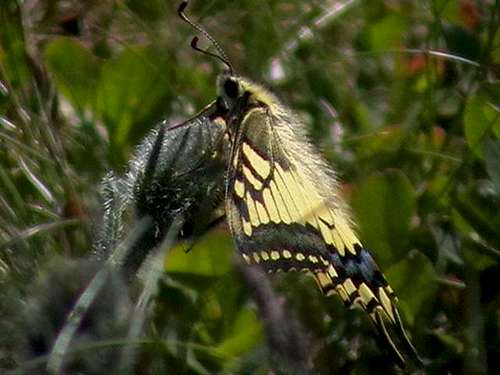 The Yellow Swallowtail <i>(Papilio machaon)</i>