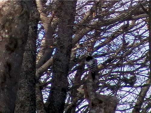 White-backed woodpecker <br> <i>Dendrocopos leucotos</i>