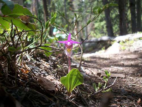 Fairy Slipper Orchid