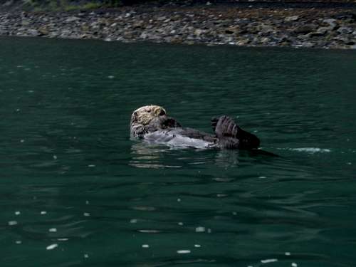 Sea Otter, Seward AK