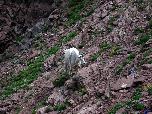 Mountain Goat, Part II: Hostility